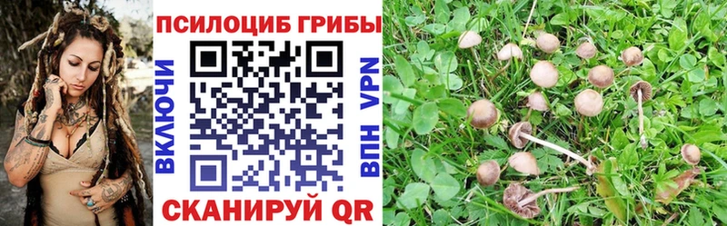 Купить закладки  Сосногорск  Псилоцибиновые грибы Psilocybe 